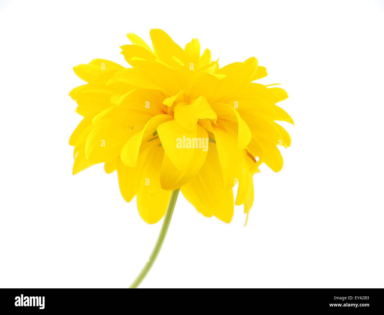 Golden Ball or Rudbeckia isolated white background Stock Photo Alamy