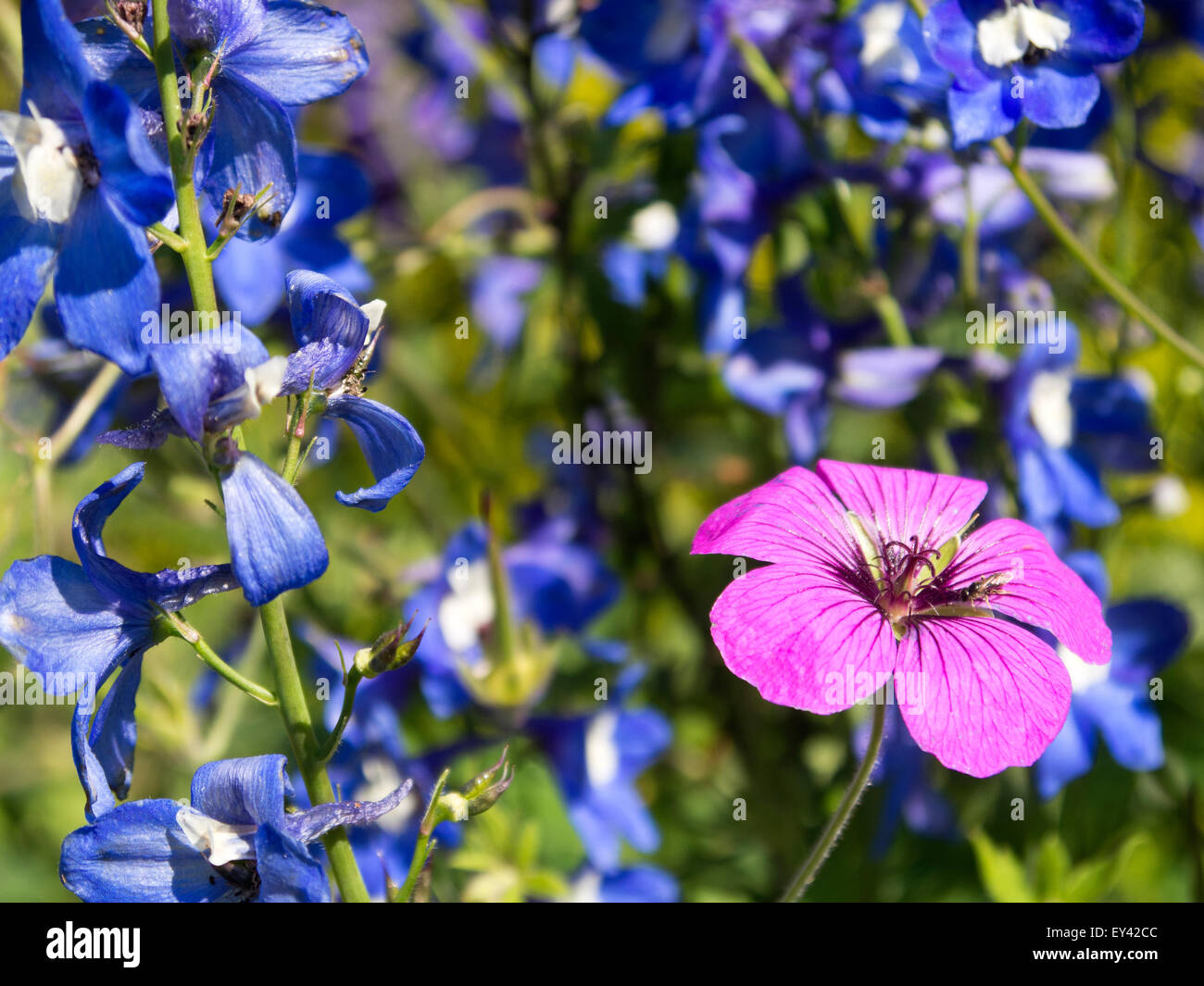 Pink flower surrounded by blue flowers Stock Photo