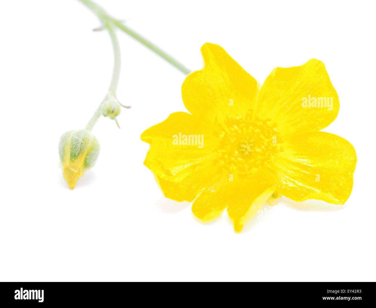 buttercup on a white background Stock Photo - Alamy
