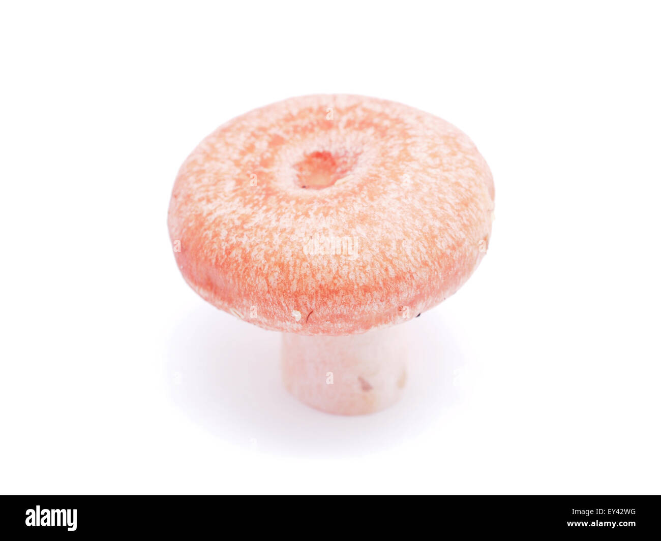 Lactarius torminosus on white background Stock Photo - Alamy