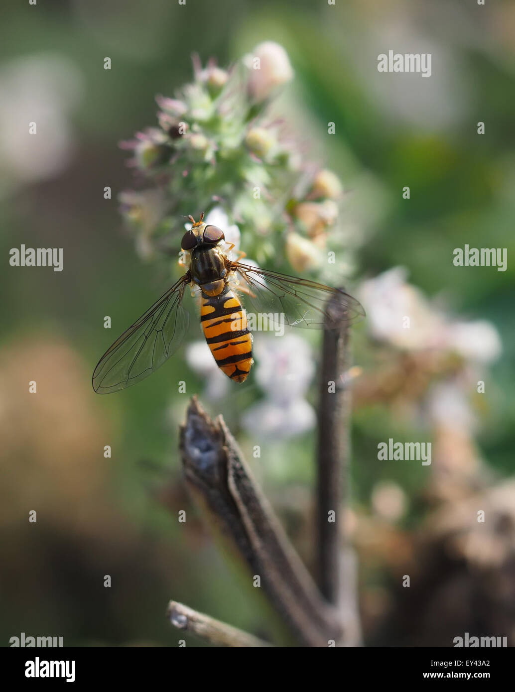 hoverfly in forest Stock Photo
