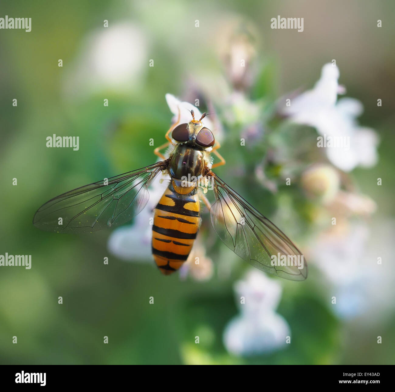 hoverfly in forest Stock Photo