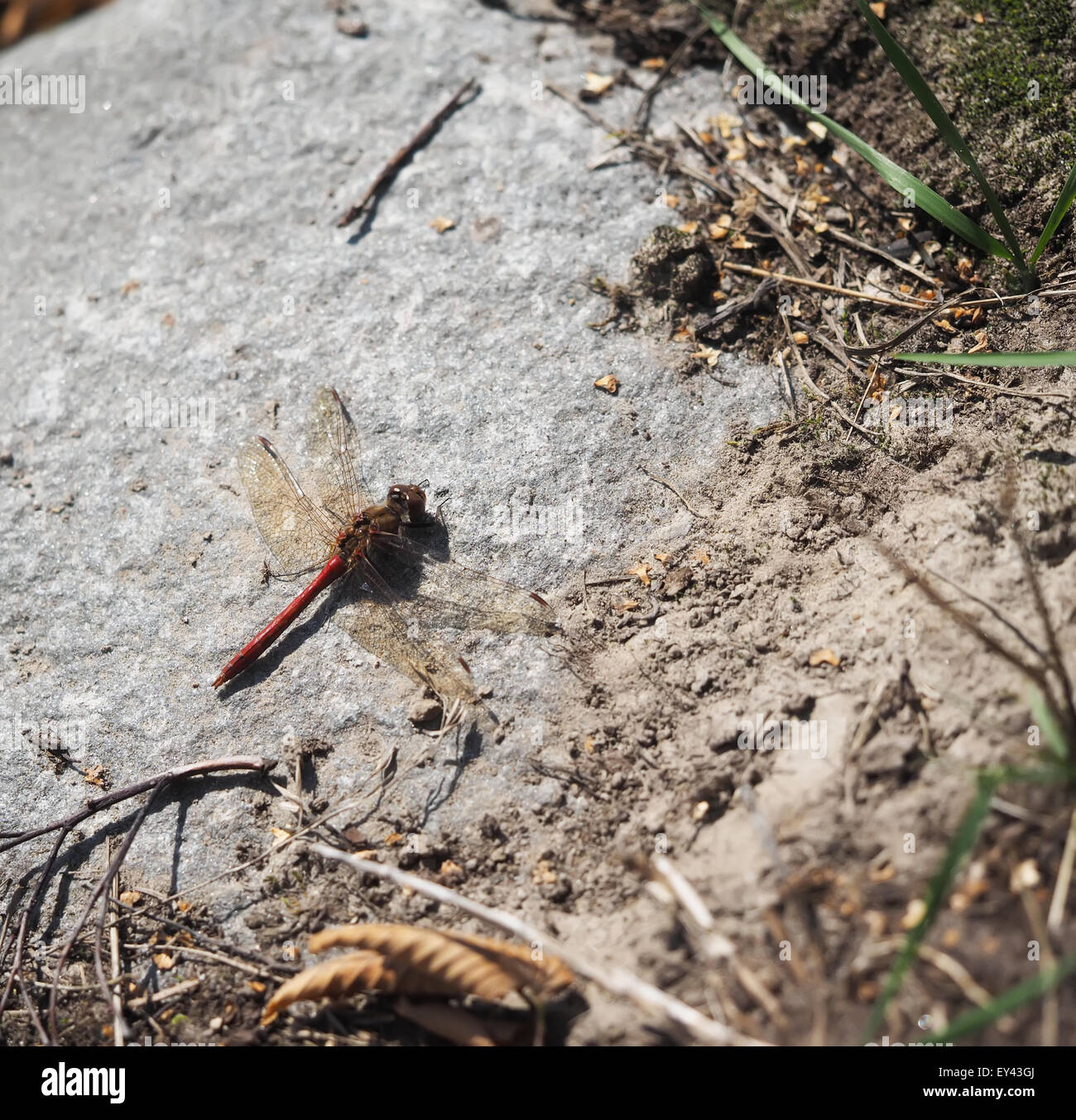 dragonfly on stone Stock Photo - Alamy