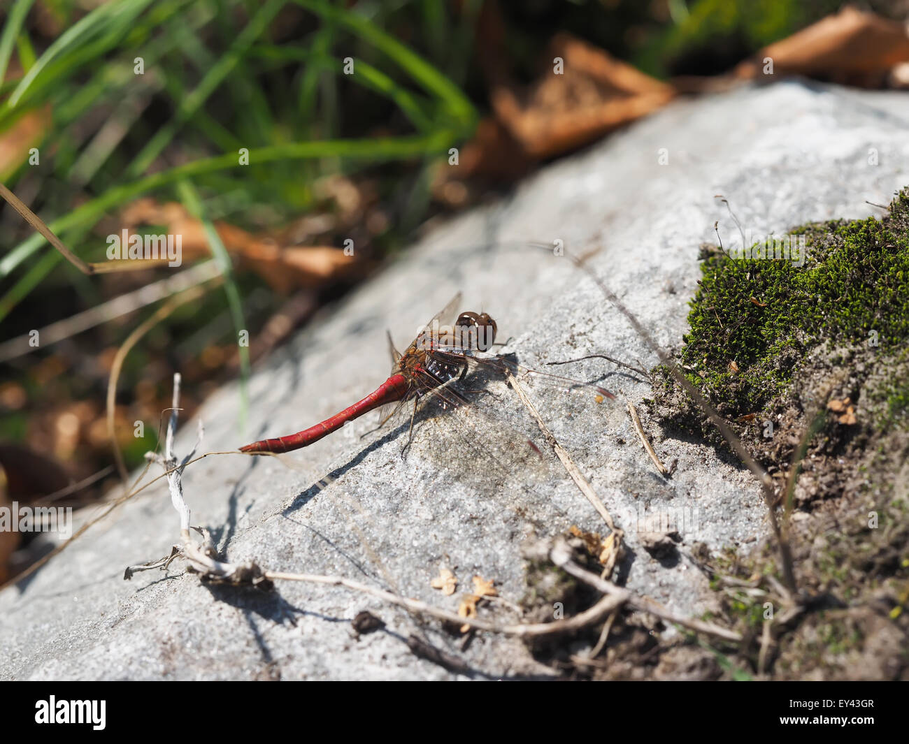 dragonfly on stone Stock Photo - Alamy