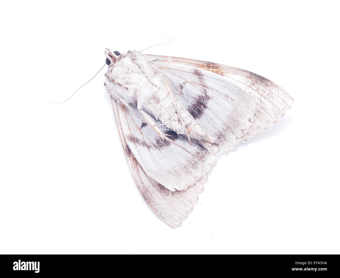 hawk moth on a white background Stock Photo