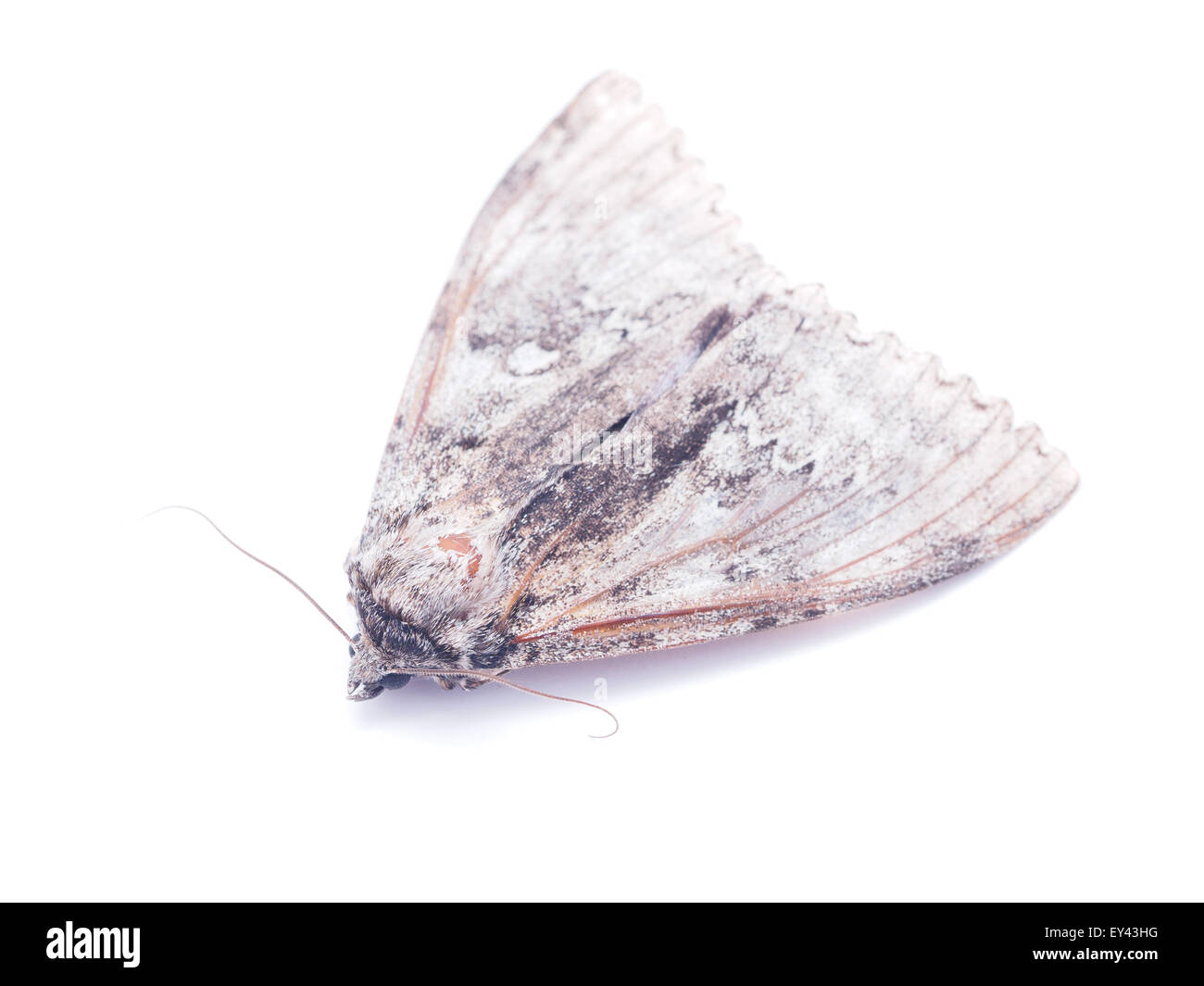 hawk moth on a white background Stock Photo