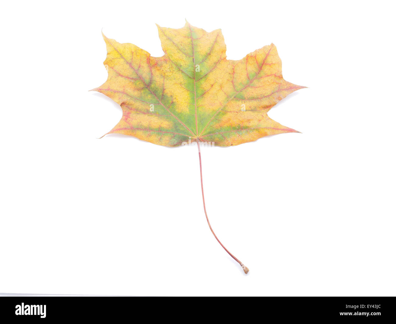 dry maple leaf on a white background Stock Photo - Alamy