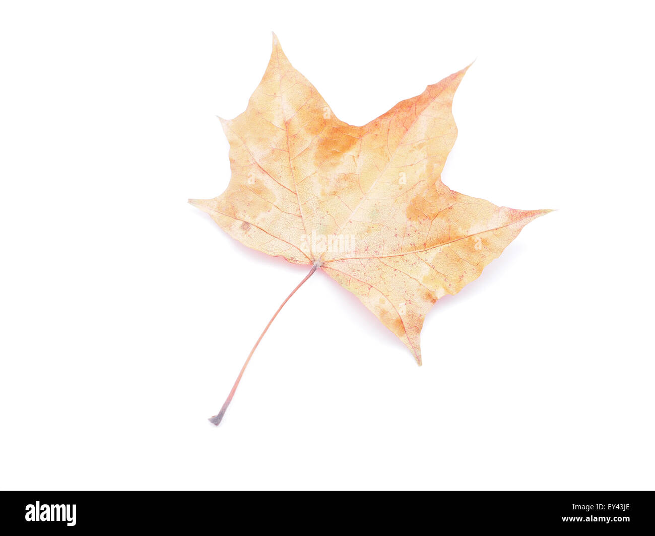dry maple leaf on a white background Stock Photo - Alamy
