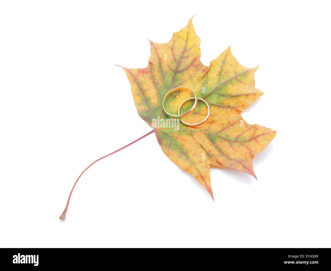 Wedding rings on fall foliage hi-res stock photography and images - Alamy