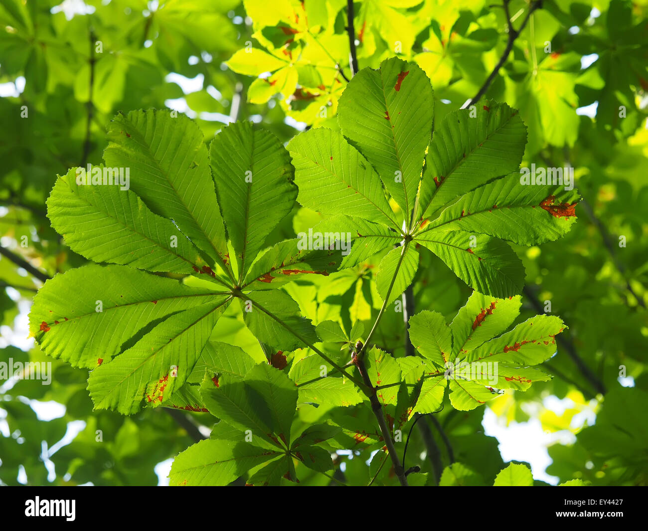 Chestnut tree texture nice hi-res stock photography and images - Alamy