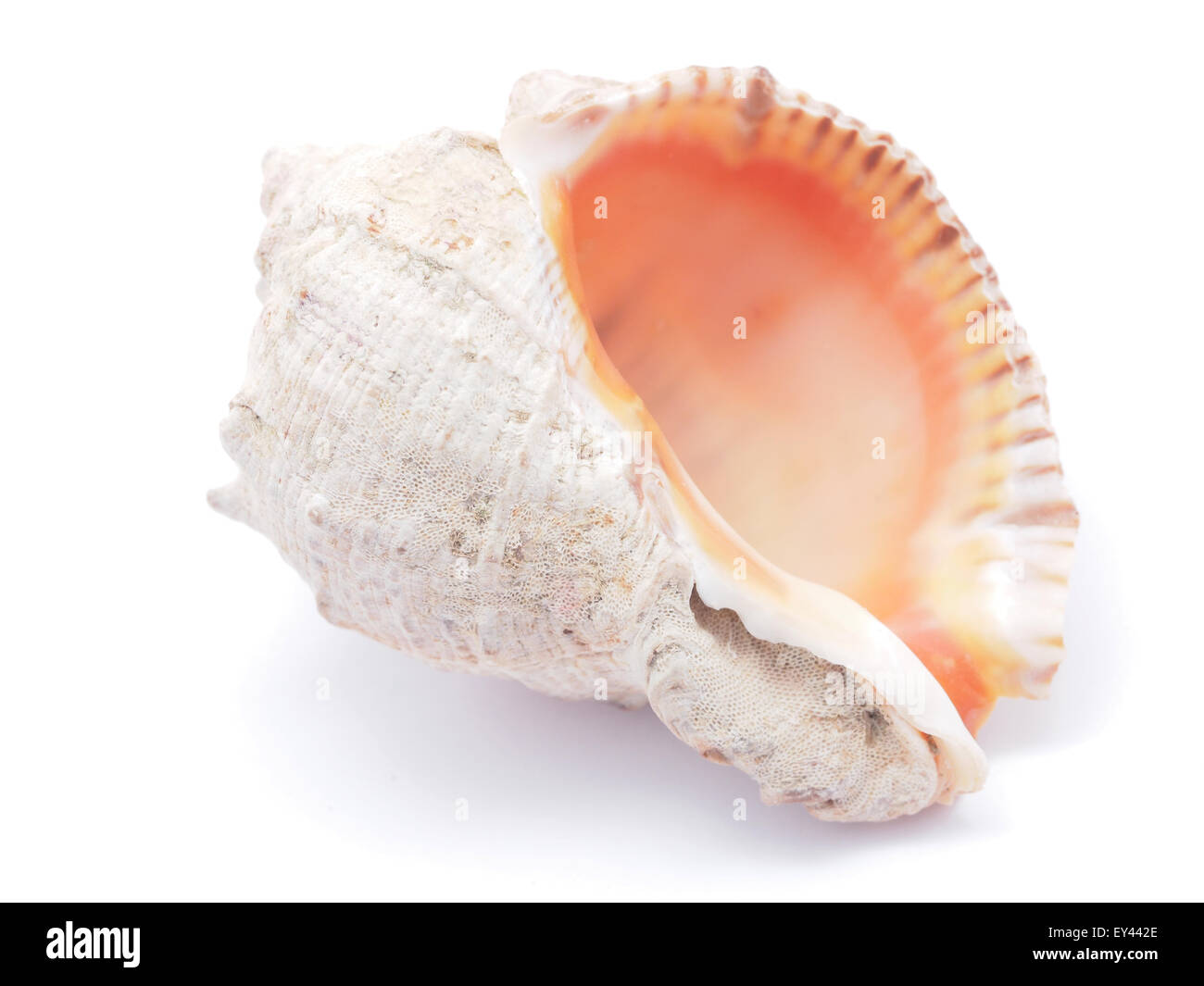 Curled Shell Form Hi res Stock Photography And Images Alamy Curled Shell Form Hi res Stock Photography And Images Alamy