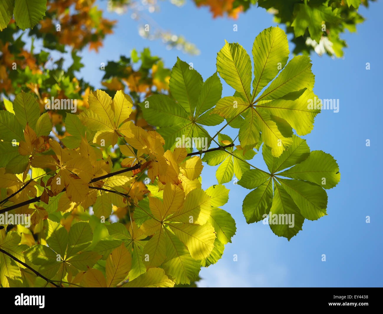 Chestnut tree texture nice hi-res stock photography and images - Alamy