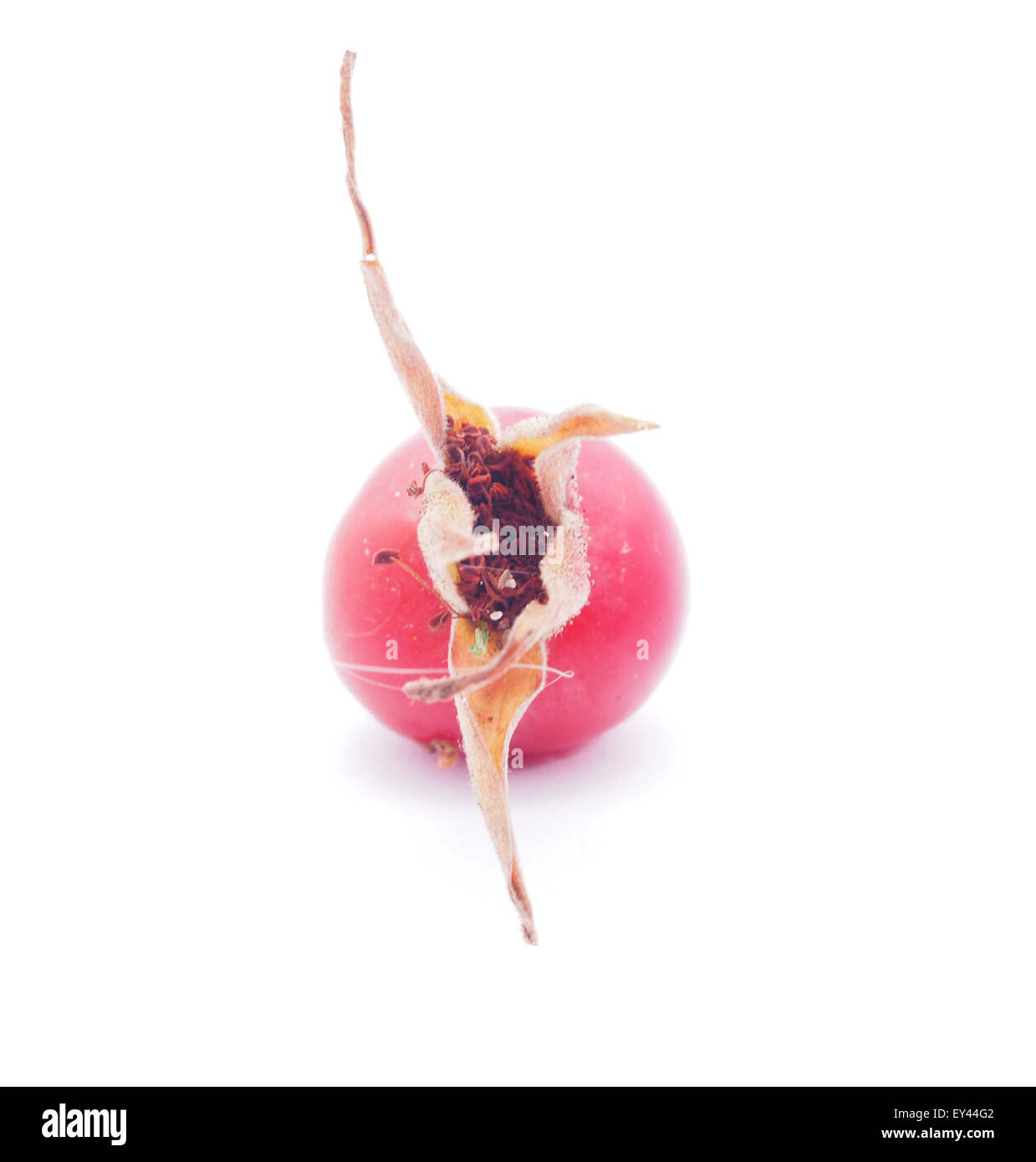 rose hips on a white background Stock Photo - Alamy