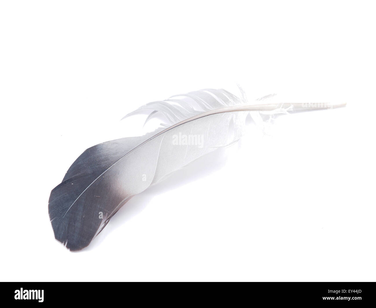 bird feather on white background Stock Photo - Alamy