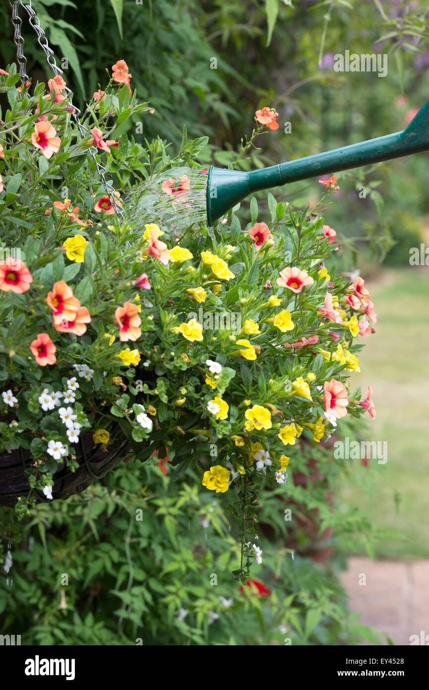 Calibrachoa Million Bells Series. Watering a hanging basket of petunia flowers Stock Photo