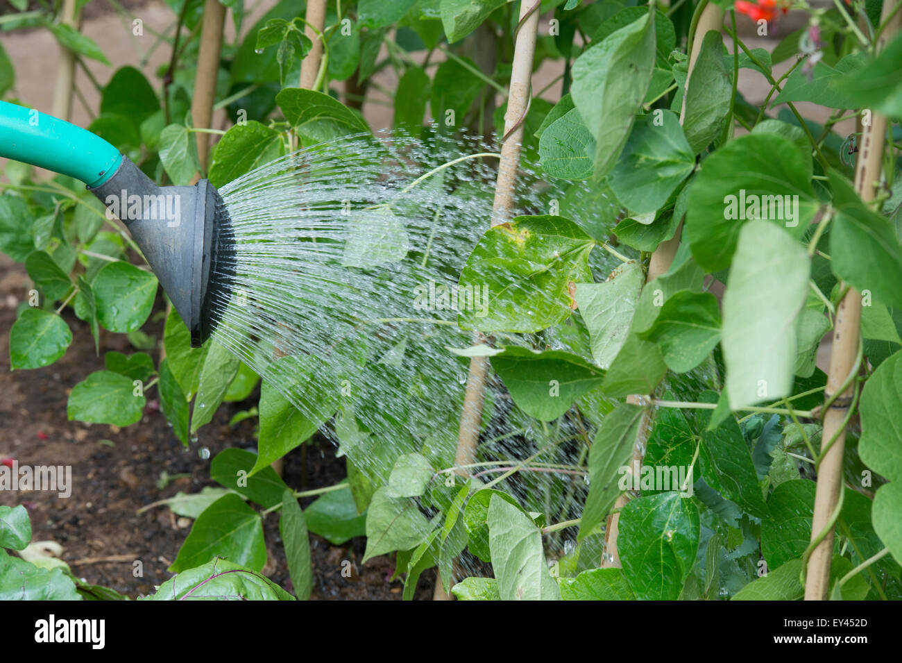 Watering runner beans with a watering can in a vegetable garden Stock Photo