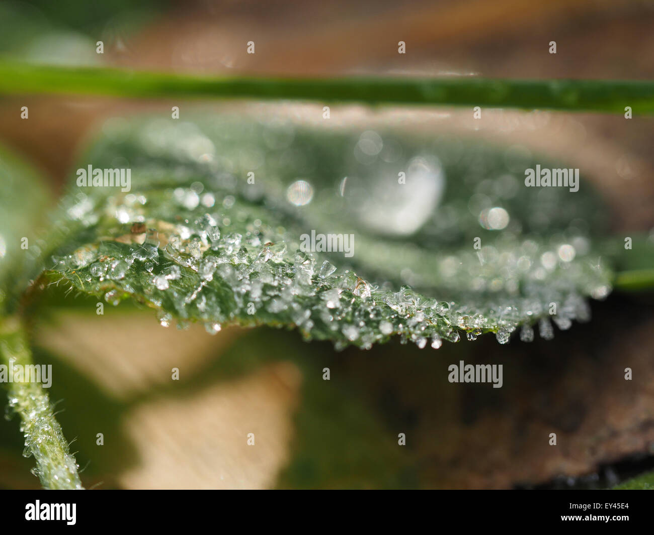 Ice cover plants hires stock photography and images Alamy