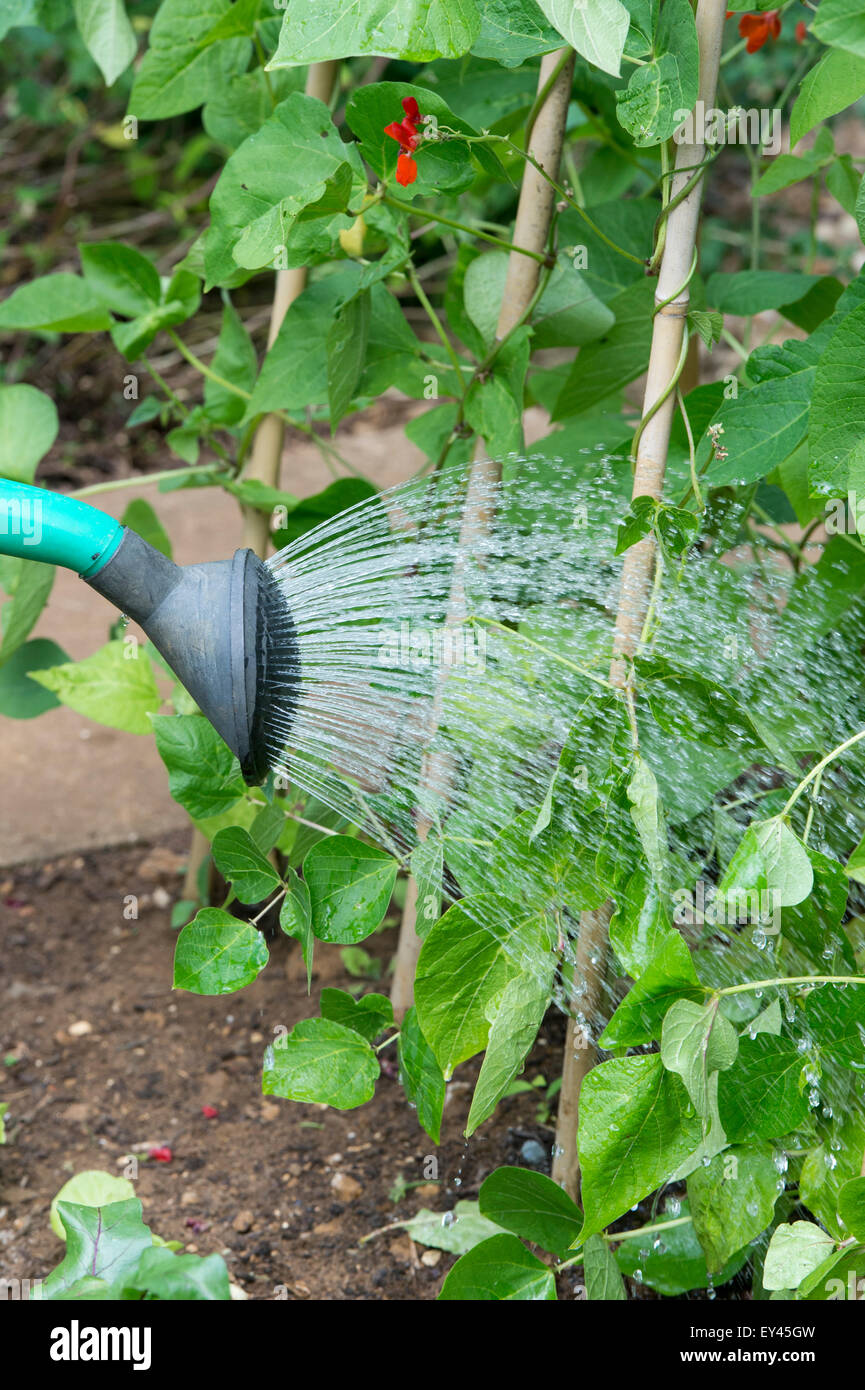 Watering runner beans with a watering can in a vegetable garden Stock Photo
