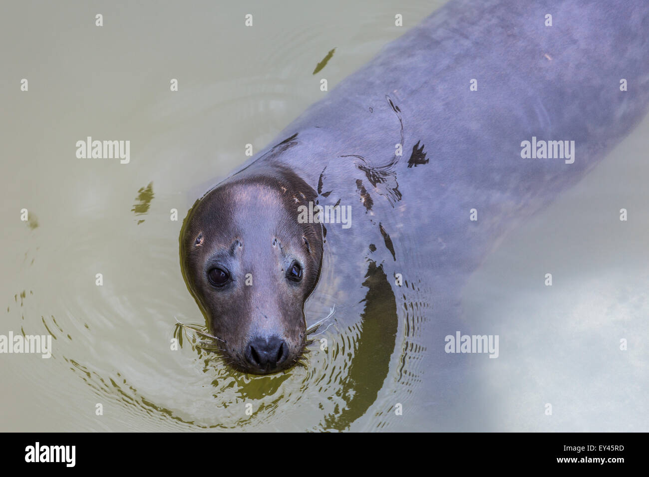 Baby seal, Cornish Seal Sanctuary, Cornwall, UK Stock Photo Alamy