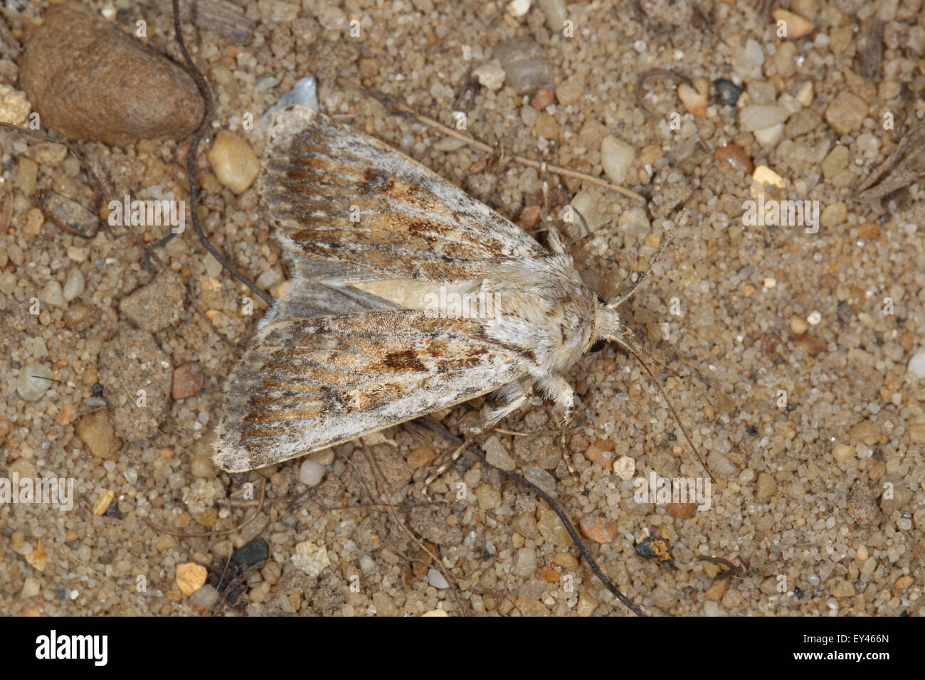 Sand dart Moth Agrotis ripae, Hengistbury head Dorset UK July Stock Photo