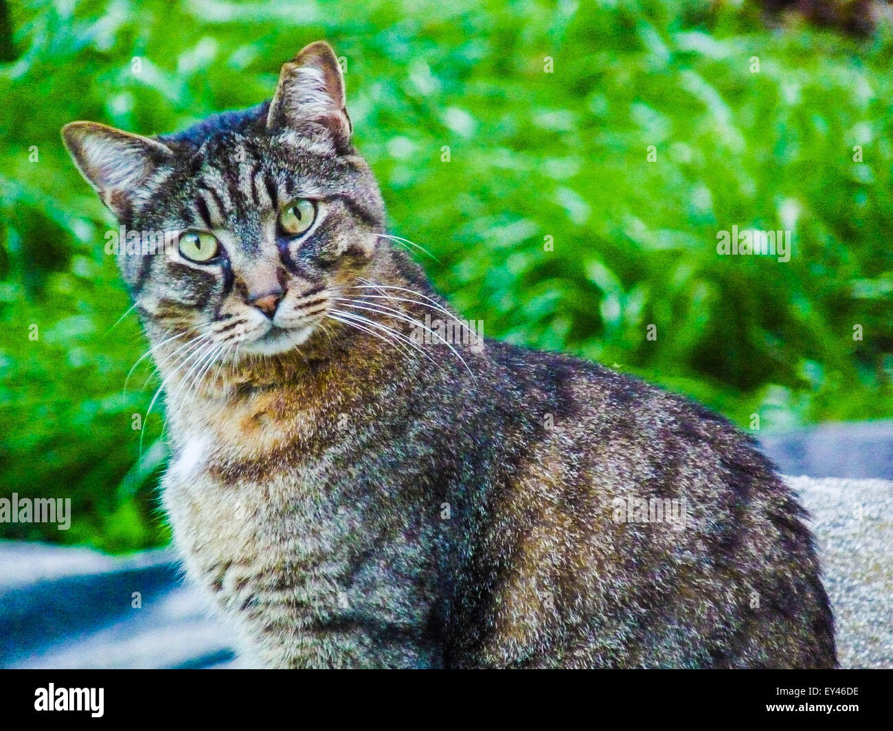 surprised cat Stock Photo