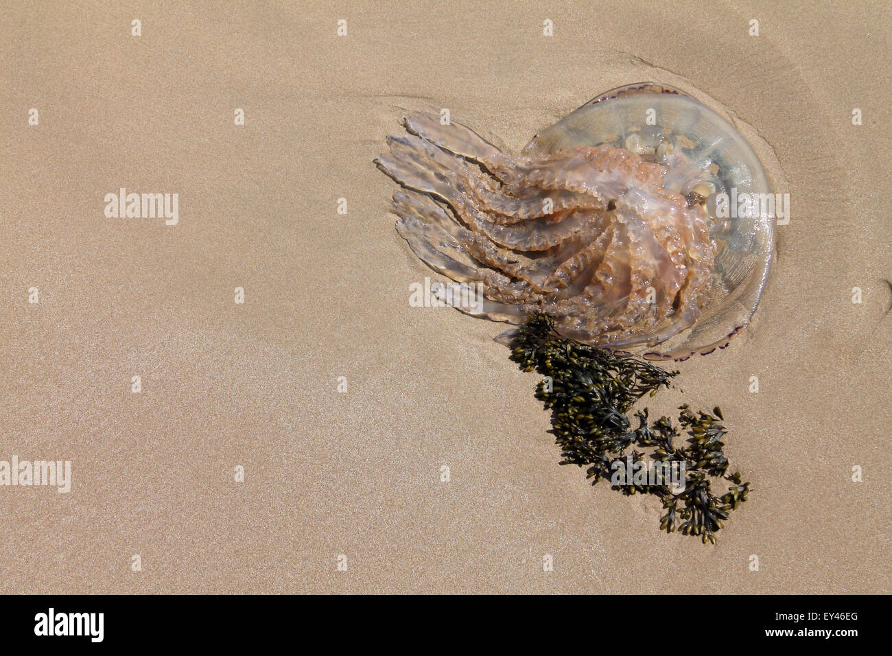 Jellyfish at Priory Bay, Caldey Island, Pembrokeshire, Wales. UK Stock Photo Alamy
