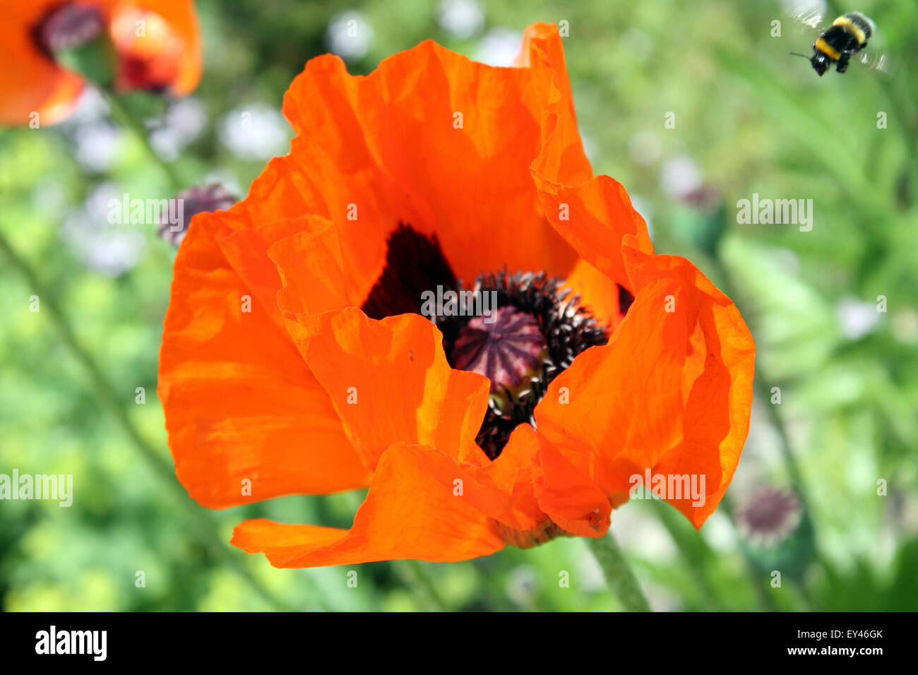 Poppy flower and bumble bee, The National Botanic Garden of Wales, NBGW, Llanarthne, Carmarthenshire, Wales. UK Stock Photo