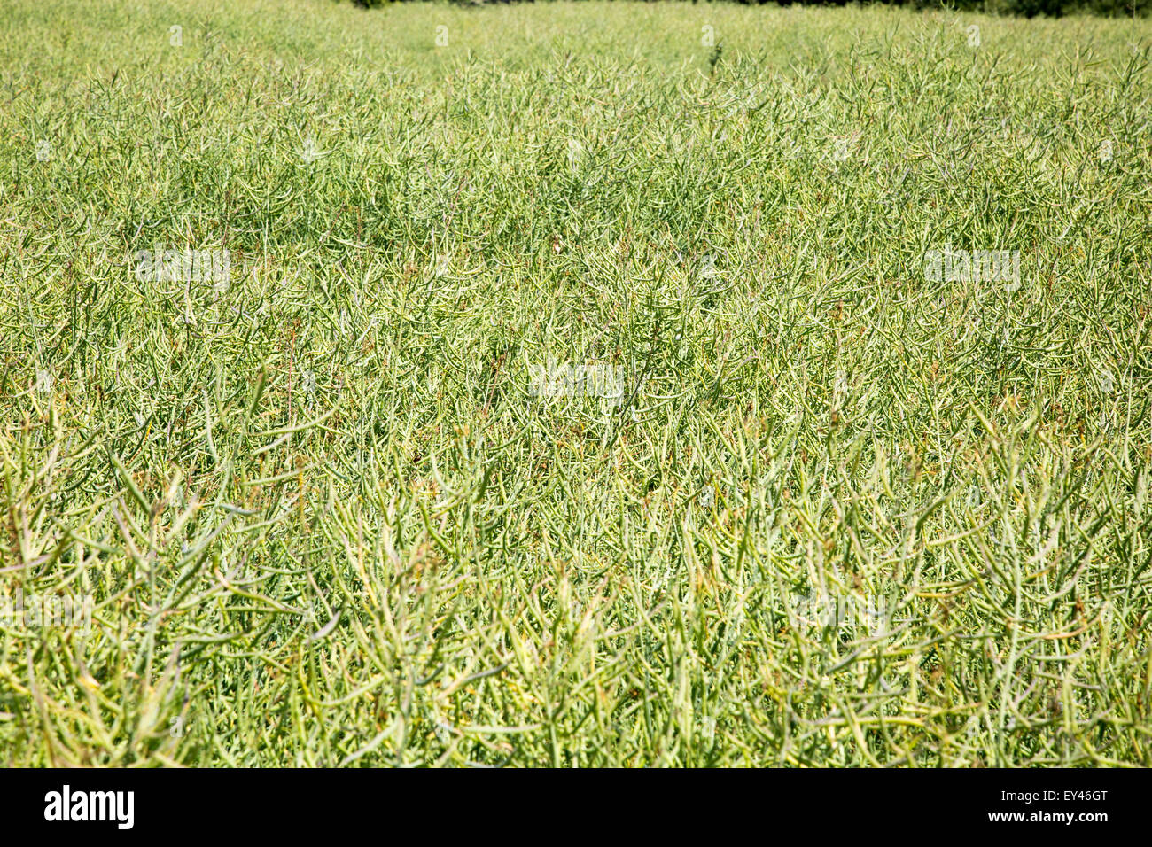Heads of oil seed rape crop, Sutton, Suffolk, England, UK Stock Photo ...