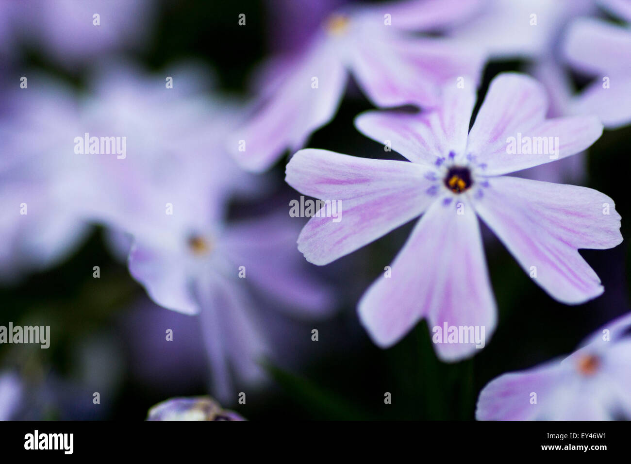 Lavender Phlox flower from Mother's garden Stock Photo