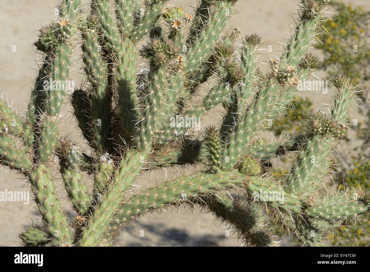 buckhorn cholla