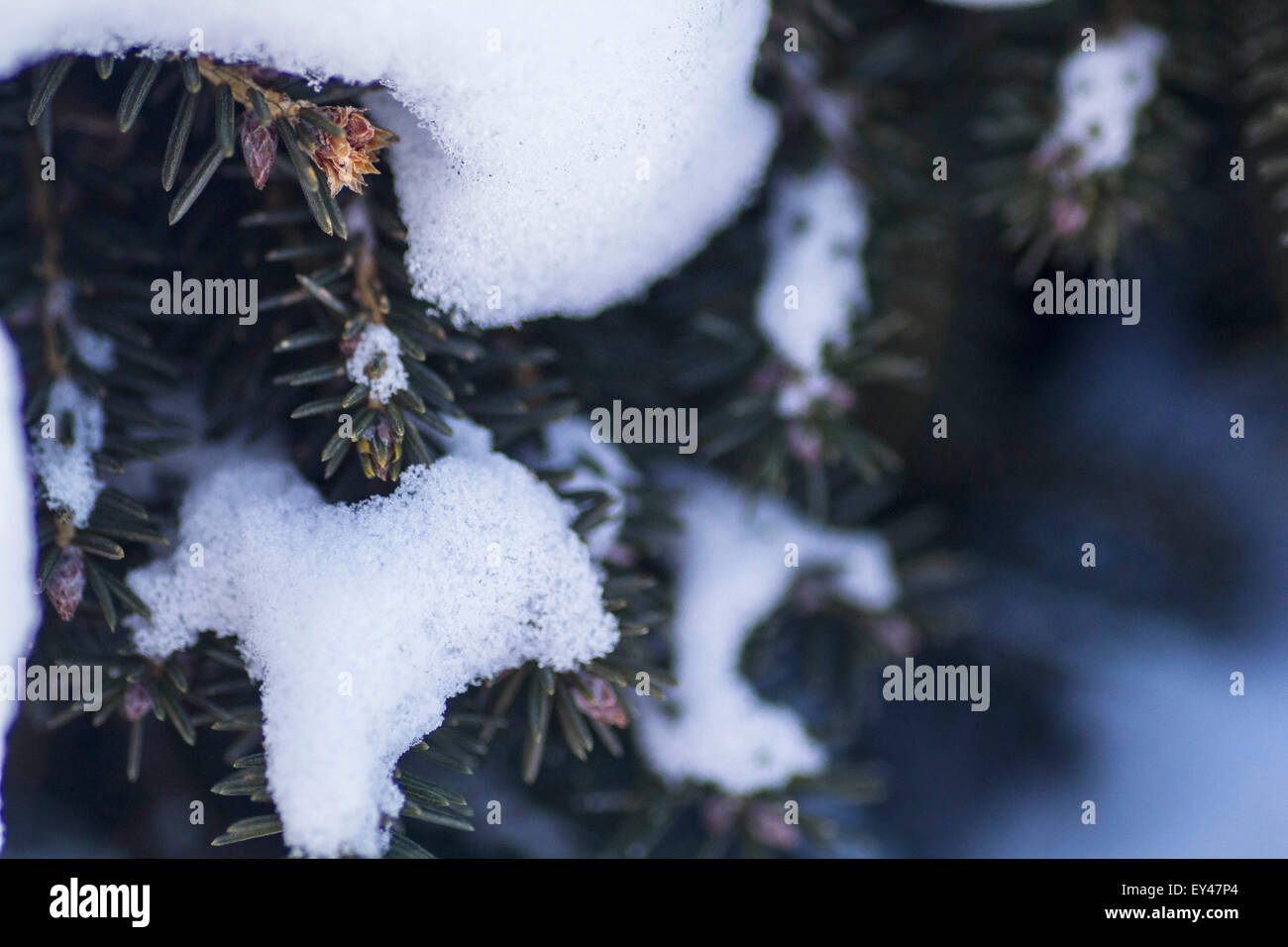 A pine tree with snow captured on it after a snowfall Stock Photo - Alamy