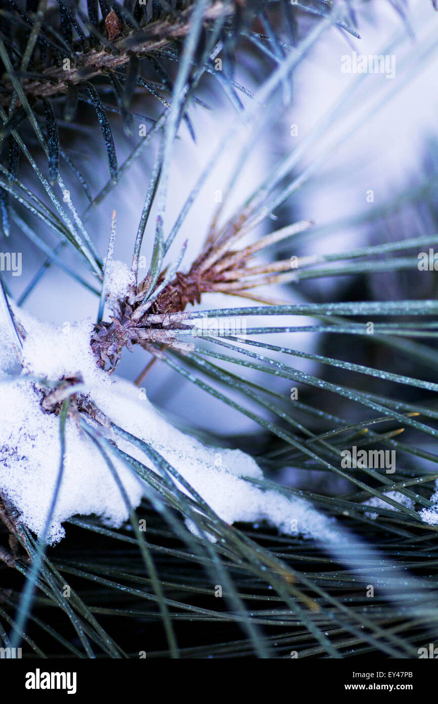 Snowfall on pine tree hi-res stock photography and images - Alamy
