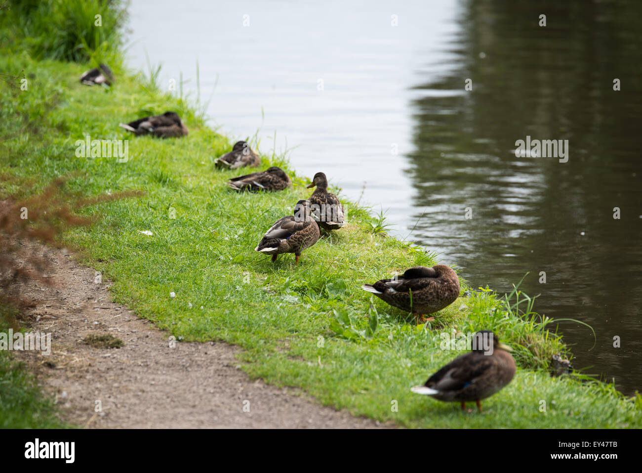 Ducks on Shropshire union canal, Brewood Staffordshire ,mallards on the water ,all lined up Staffordshire England uk 2015 Stock Photo