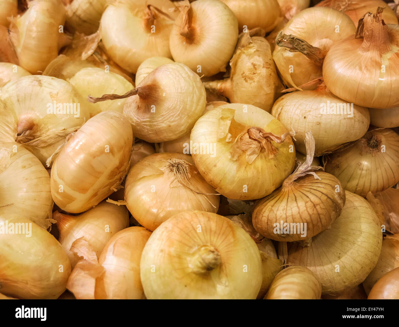 Cipollini onions hires stock photography and images Alamy