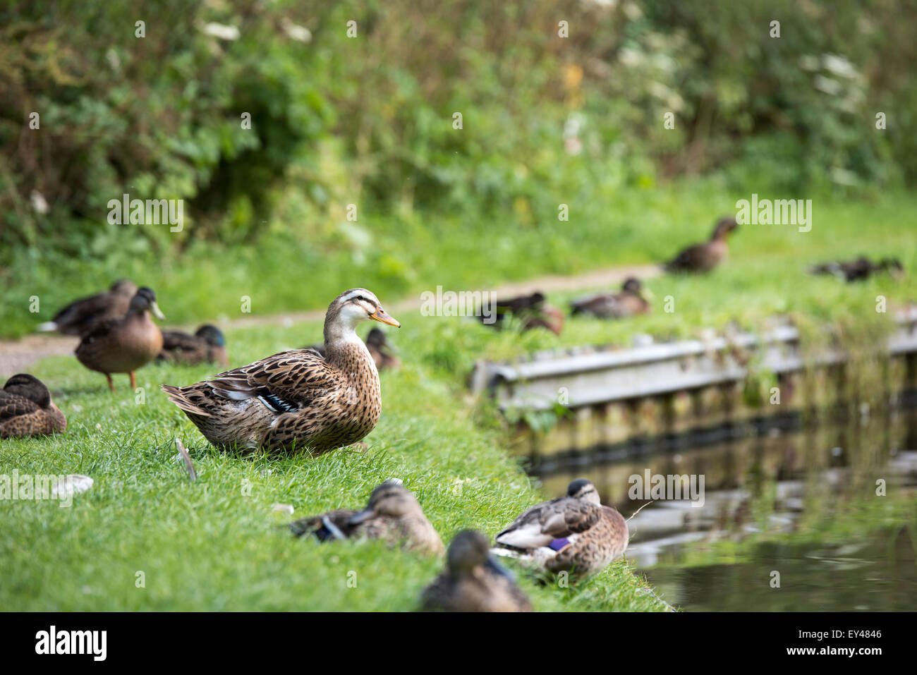 Ducks on Shropshire union canal, Brewood Staffordshire, mallards on the water, Staffordshire, England uk 2015 Stock Photo
