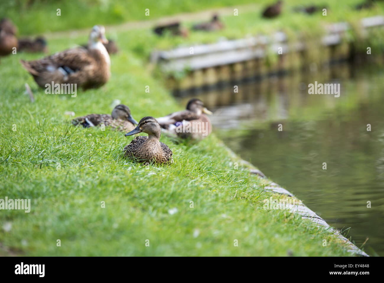 Ducks on Shropshire union canal, Brewood Staffordshire, mallards, on the water, 20th july 2015 uk Stock Photo
