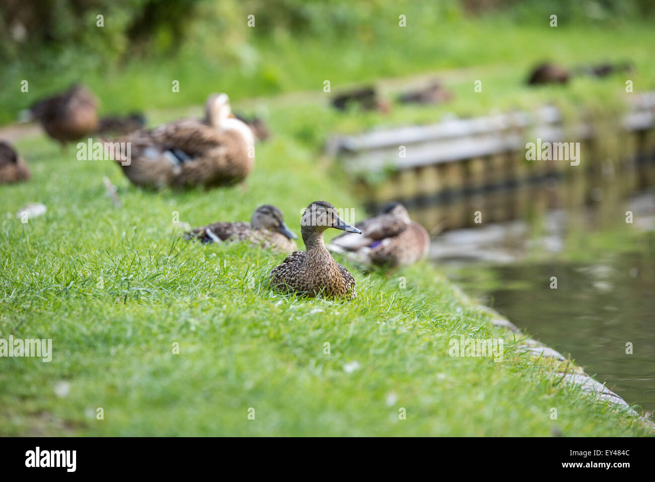 Ducks on Shropshire union canal, Brewood Staffordshire, mallards, on the water, 20th july 2015 uk Stock Photo