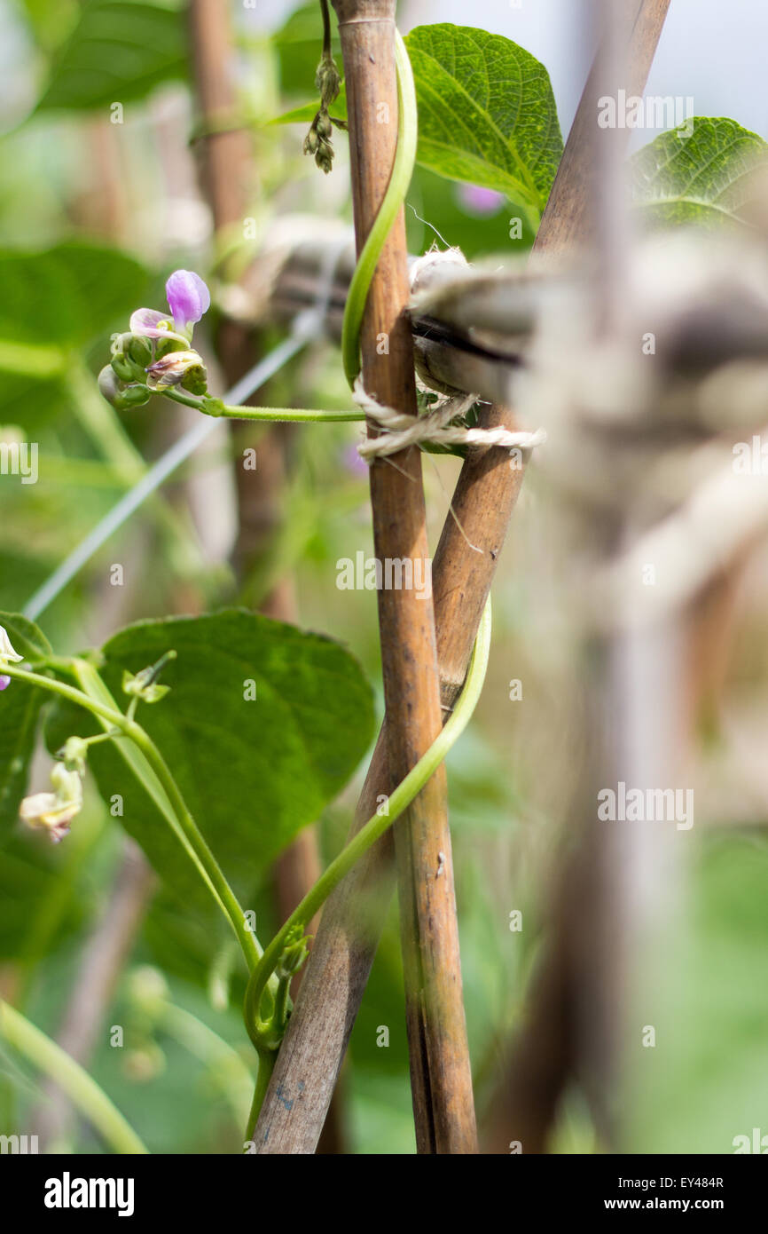 French bean flower on a bean pole structure Stock Photo