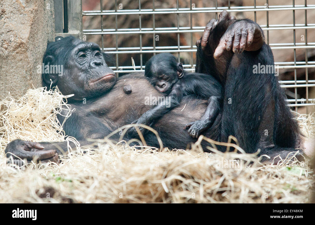 A baby bonobo born on 18 July 2015 holds on to the belly of its mother 'Kutu' as they lie in their enclosure of the zoo in Frankfurt am Main, Germany, 21 July 2015. The baby bonobo has yet to be named as its gender is currently still unknown. Photo: CHRISTOPH SCHMIDT/dpa Stock Photo