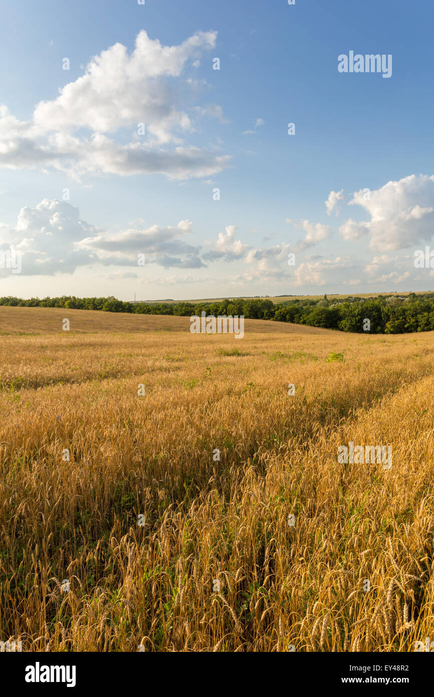 Summer landscape with wheat field and clouds Stock Photo - Alamy