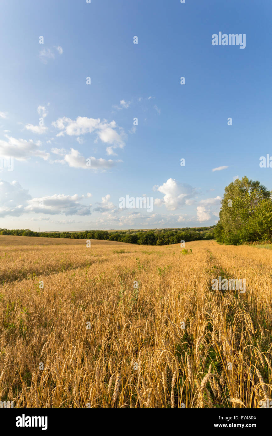 Summer landscape with wheat field and clouds Stock Photo - Alamy