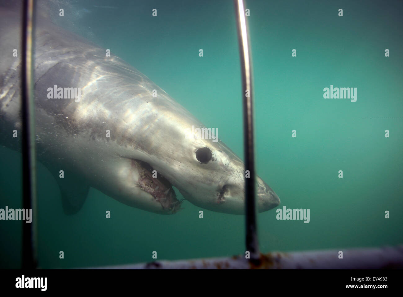 Underwater view of great white shark passing during cage diving trip. Stock Photo