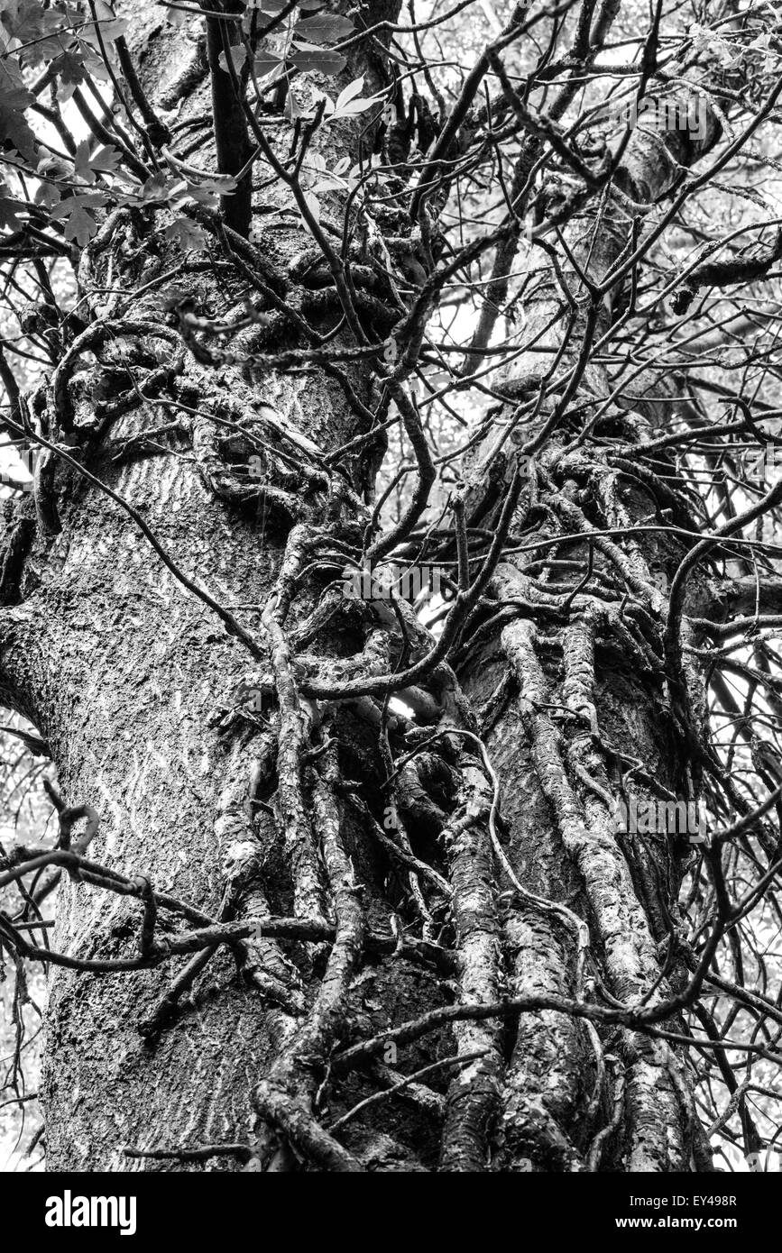 gnarled old tree black and white twisted 20th july 2015 uk Stock Photo