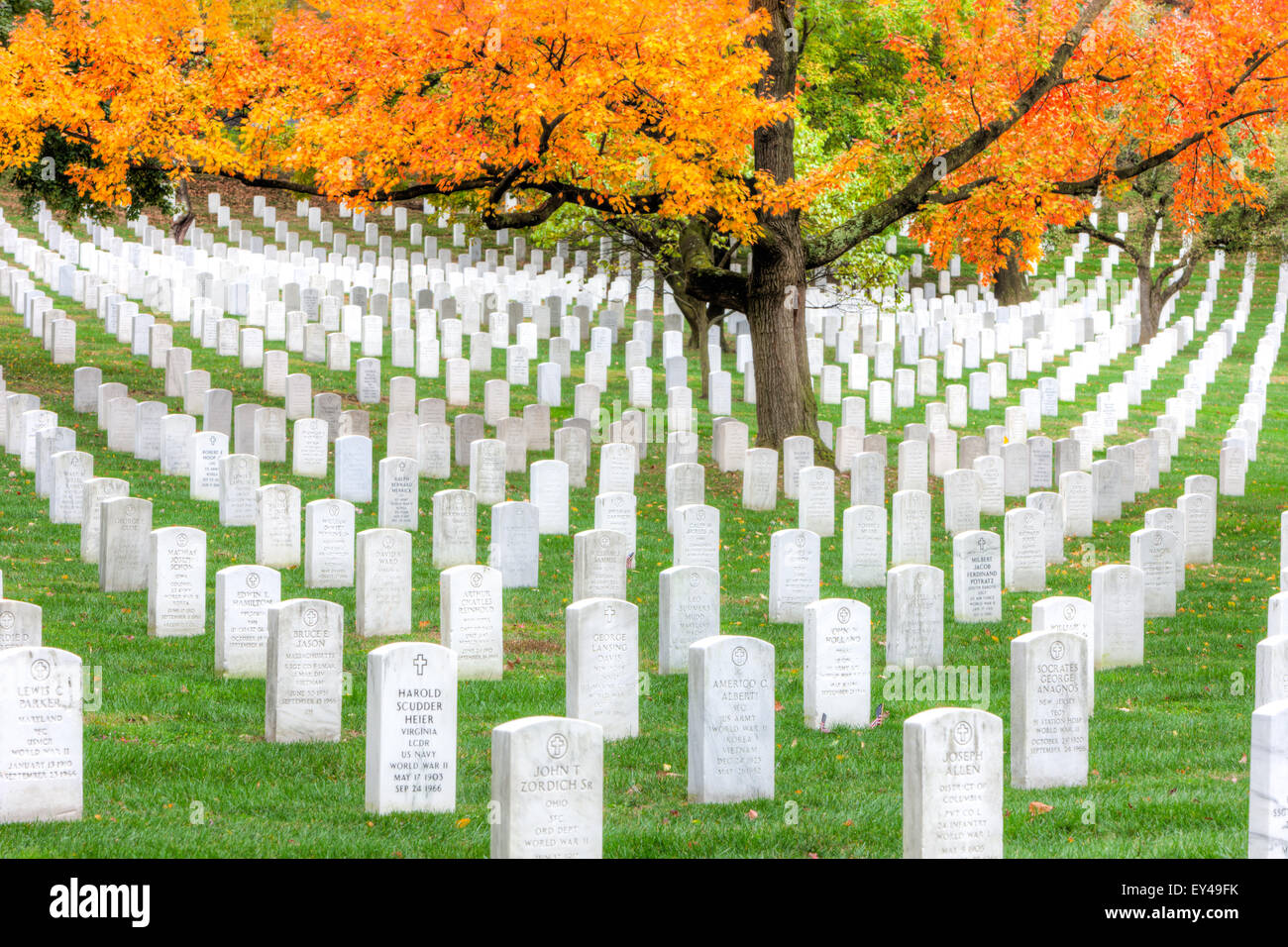 Maple trees add peak fall color to the grounds of Arlington National Cemetery in Arlington, Virginia. Stock Photo