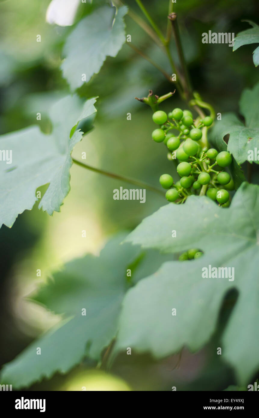 A bunch of baby grapes Stock Photo Alamy