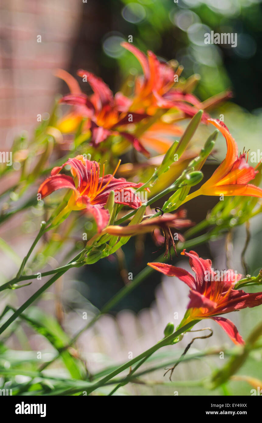 Lilies in the garden Stock Photo Alamy
