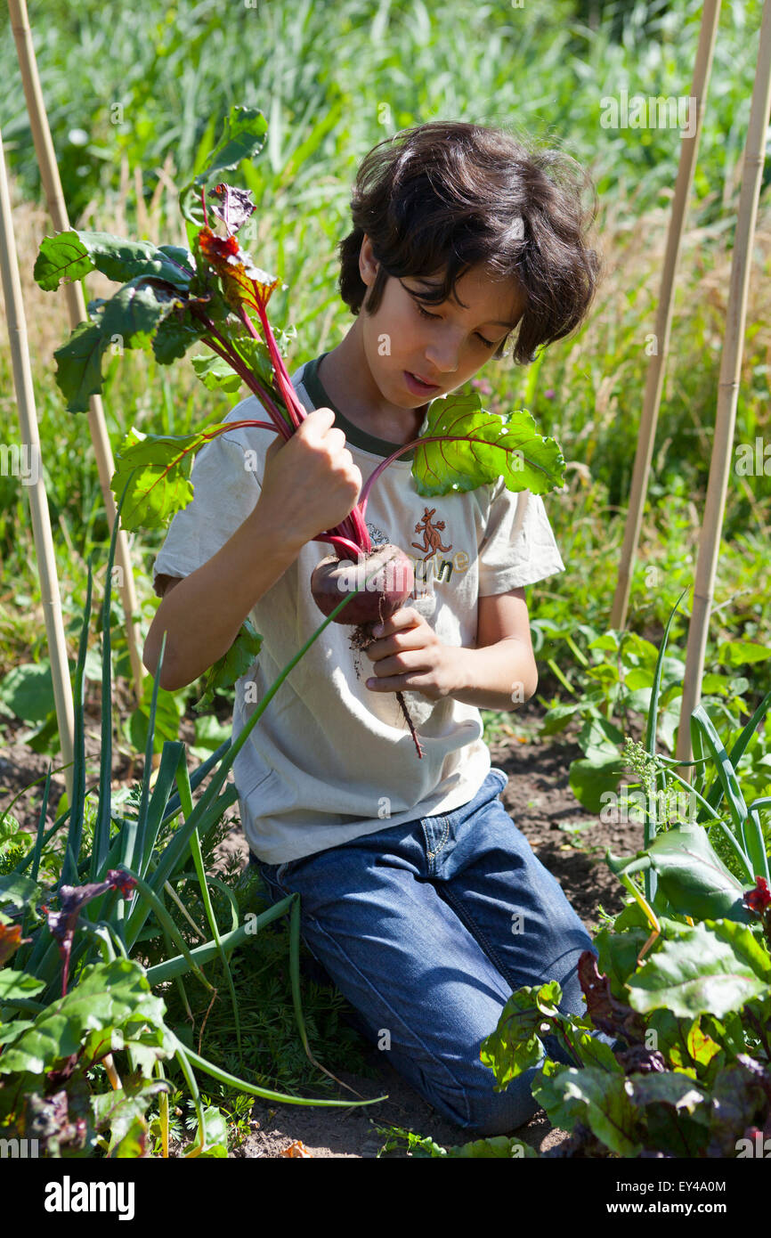 Little boy in the vegetable garden looking at a fresh picked red beet Stock Photo