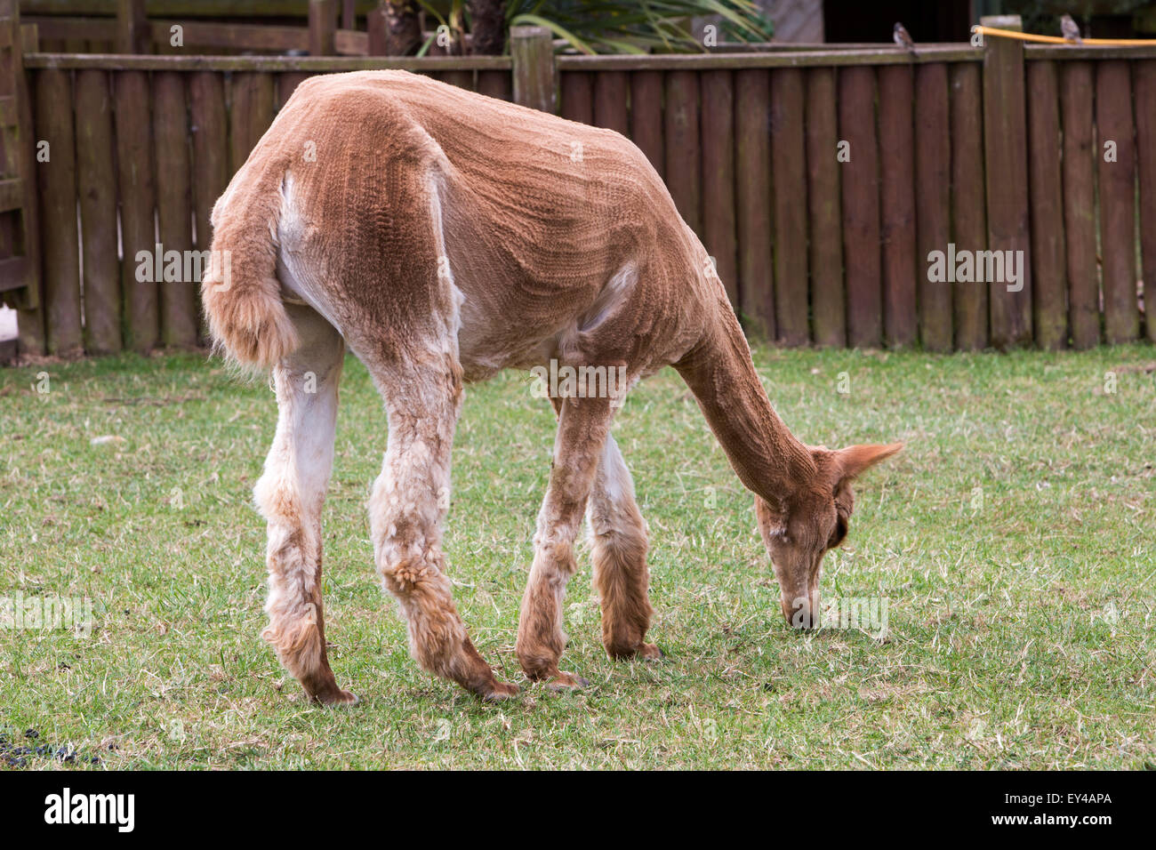 A freshly shorn Alpaca Stock Photo
