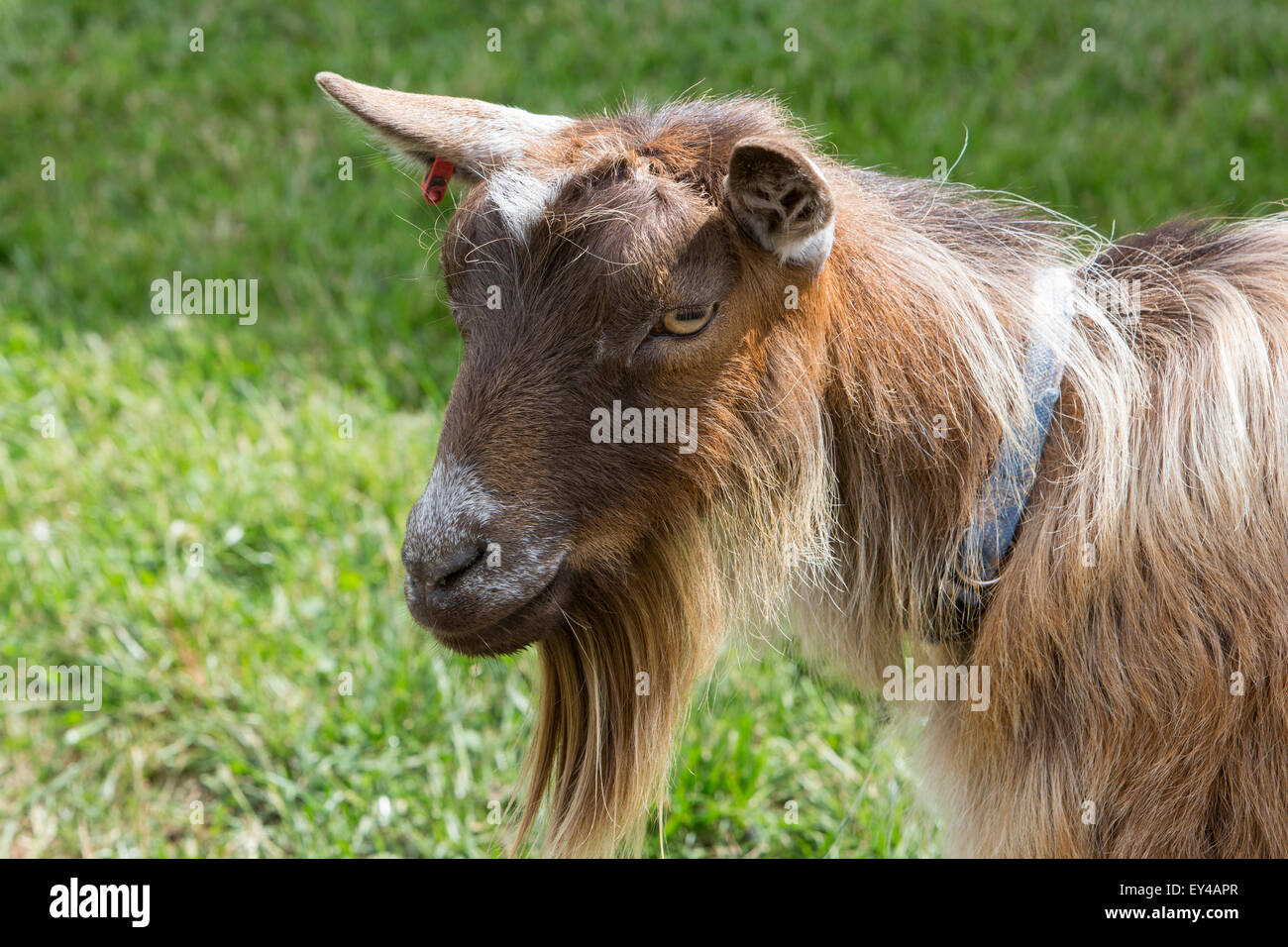 Goat Ears High Resolution Stock Photography and Images Alamy