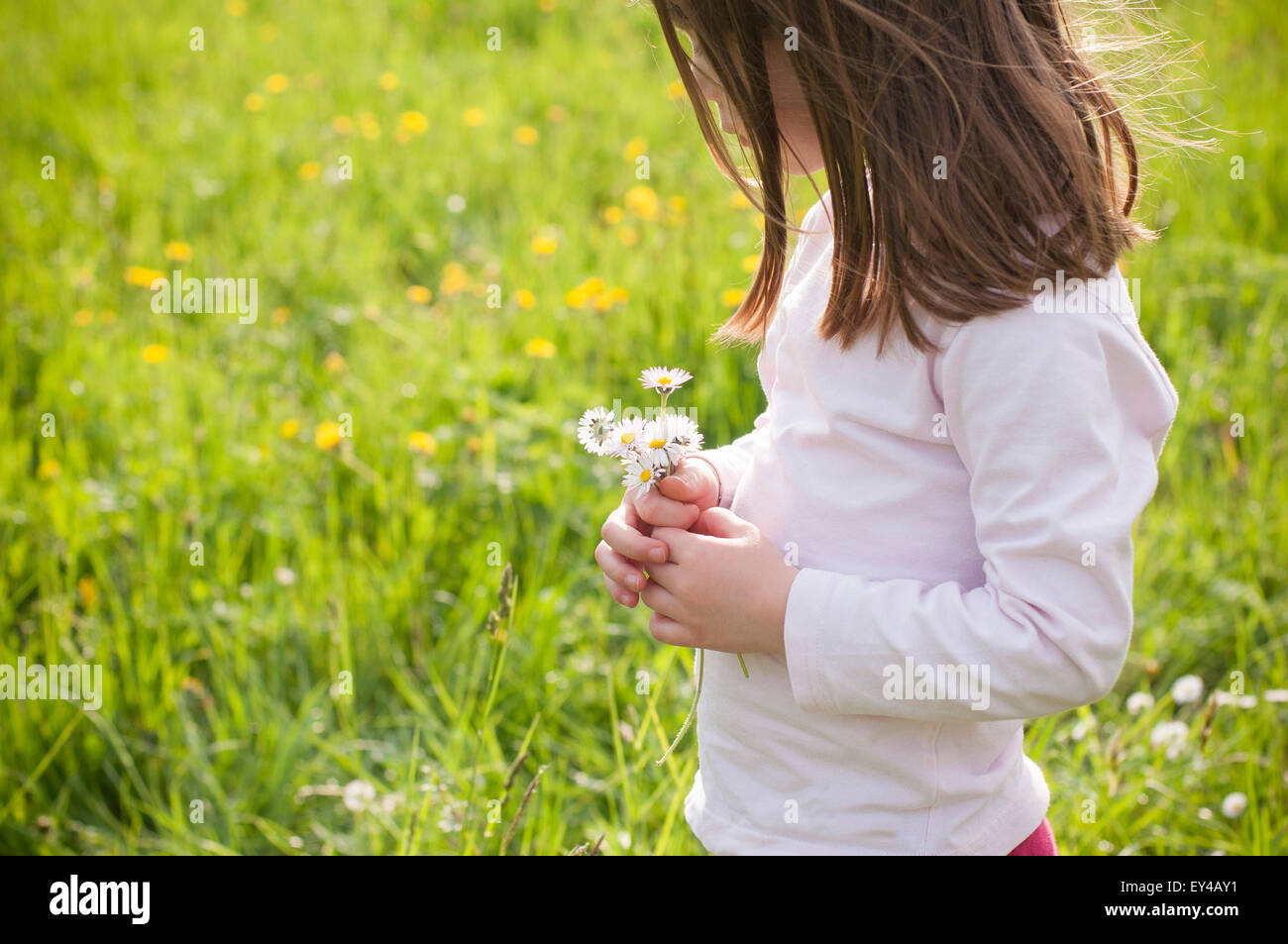 Young Girl in Field Looking at Daisies in Her Hands Stock Photo